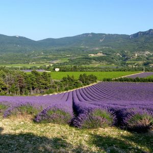 champ de lavande en Drôme provençale
